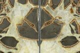 Gorgeous Septarian Geode Bookends - Utah #241989-1